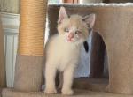 Bobbie - Snowshoe Kitten For Sale - Branson, MO, US