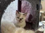 Pollyanna - Snowshoe Kitten For Sale - 