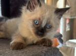 Picasso - Balinese Kitten For Sale - Branson, MO, US