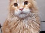 Louis - Maine Coon Kitten For Sale - Boston, MA, US