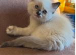 Calliope - Snowshoe Kitten For Sale - 