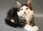 Jamal - Maine Coon Kitten For Sale - Miami, FL, US