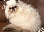 Squeakers girl - Persian Kitten For Sale - 