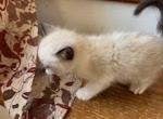 Munchkin non standard - Munchkin Kitten For Sale - 