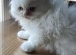 Flame point male Olaf - Himalayan Kitten For Sale - 