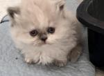 Tortie point female - Himalayan Kitten For Sale - 