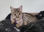 Emergency Sale F2 - Savannah Kitten For Sale - 