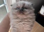 Seal point male - Himalayan Kitten For Sale - 