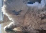 Blue point male - Himalayan Kitten For Sale - NH, US