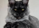 Fellix - Maine Coon Kitten For Sale - Miami, FL, US