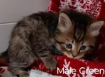 Gerty and Jonsey's Christmas cuddle coming - Siberian Kitten For Sale - Milan, MI, US