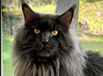 Vladimir - Maine Coon Cat For Sale - Marlton, NJ, US