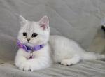 Scottish straight girl - Scottish Straight Kitten For Sale - Gulf Breeze, FL, US