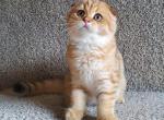 Scottish fold baby - Scottish Fold Kitten For Sale - Gulf Breeze, FL, US