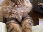 Lola - Persian Cat For Adoption - Fox Island, WA, US