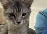 Tabby girl - Maine Coon Kitten For Sale - Chapel Hill, NC, US