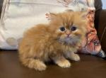 Red Male Persian - Persian Kitten For Sale - 