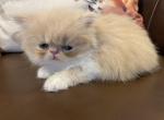 Tan Persian Male - Persian Kitten For Sale - 