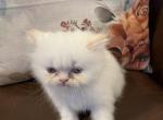 Flame point female persian - Persian Kitten For Sale - Clarksville, TN, US