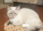 Daisey - Balinese Kitten For Sale - 