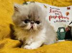 September - Persian Kitten For Sale - 