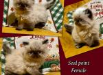 Prada - Persian Kitten For Sale - 