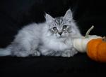 Bruce - Siberian Kitten For Sale - Prospect Heights, IL, US