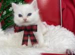 Mushu - Scottish Fold Kitten For Sale - 