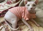 lucky - Sphynx Kitten For Sale - 