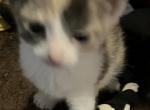 Sunni - American Shorthair Kitten For Sale - 