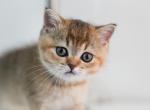 Anna - Scottish Straight Kitten For Sale - Levittown, PA, US