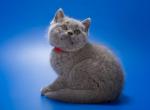 Yakhont - British Shorthair Kitten For Sale - Gurnee, IL, US