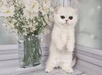 Naina - British Shorthair Kitten For Sale - Gurnee, IL, US