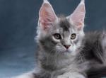 Zelve - Maine Coon Kitten For Sale - Gurnee, IL, US