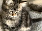 Hallie - Siberian Kitten For Sale - 