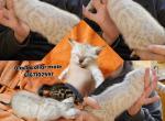 2 male kittens - Bengal Kitten For Sale - 