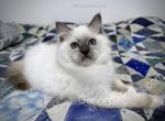 Adrian - Ragdoll Kitten For Sale - Tuscaloosa, AL, US