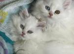 Olive Denver Kip Barbie - Persian Kitten For Sale - 