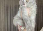 Maine - Maine Coon Kitten For Sale/Service - 