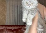 Star - Maine Coon Kitten For Sale/Service - 