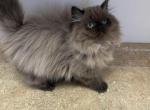 CARMEL LATTE - Himalayan Kitten For Sale - Brookings, OR, US