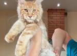 Jack - Maine Coon Kitten For Sale/Service - Irvine, CA, US