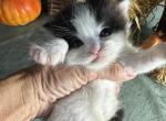 Persian female - Persian Kitten For Sale - 