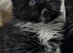 Persian kitty male - Persian Kitten For Sale - 