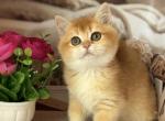 Olivia - British Shorthair Kitten For Sale - Los Angeles, CA, US