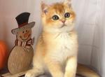 Oskar - British Shorthair Kitten For Sale - Los Angeles, CA, US