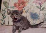 Pablo - Domestic Kitten For Adoption - Covington, KY, US