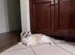 Chaii - Ragdoll Kitten For Sale - New Rochelle, NY, US