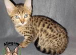 F4 Savannah Female Jynx - Savannah Kitten For Sale - Warren, PA, US