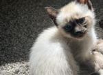 Pluto - Siamese Kitten For Sale - Atlanta, GA, US